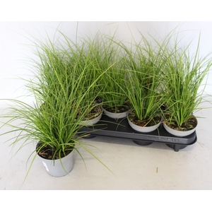 Overig 12 cm Carex brunnea Lady Sunhine