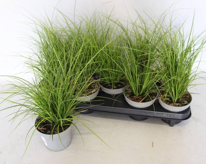 <h4>Overig 12 cm Carex brunnea Lady Sunhine</h4>