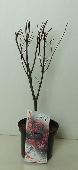 <h4>Acer palmatum 'Skeeters Broom' P19</h4>