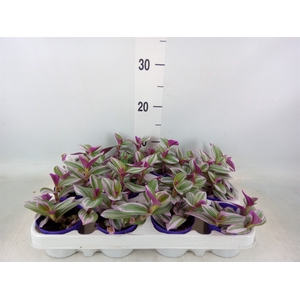 Tradescantia albif. 'Nanouk'