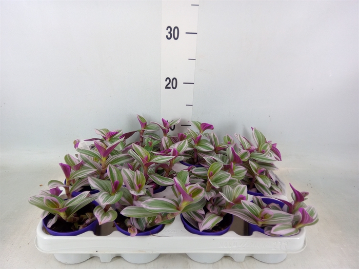 <h4>Tradescantia albif. 'Nanouk'</h4>