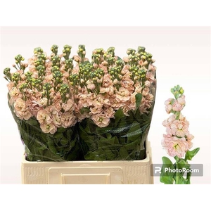 MATTH AIDA APRICOT