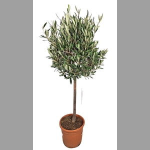 OLEA EUROPAEA