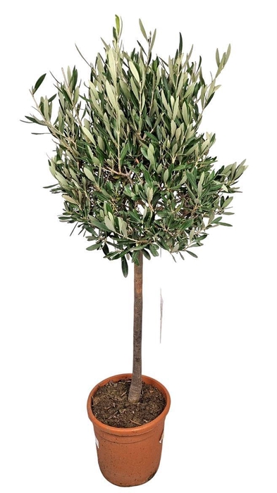 <h4>OLEA EUROPAEA</h4>