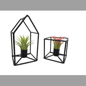 ARR TILLANDSIA