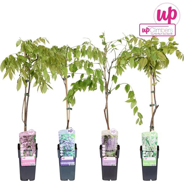 <h4>Wisteria mix etage</h4>