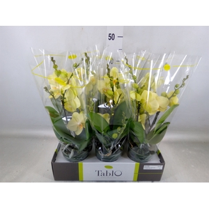 Phalaenopsis   ...yellow
