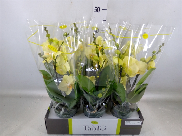 <h4>Phalaenopsis   ...yellow</h4>