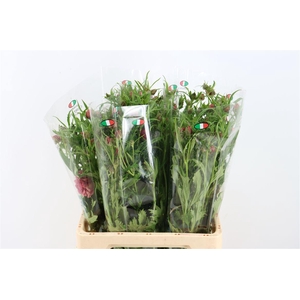 Ran Moderna Star Venus