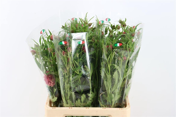 <h4>Ran Moderna Star Venus</h4>