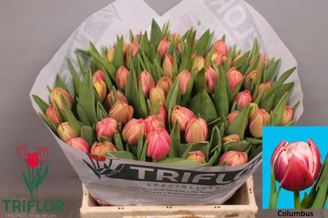 <h4>TU DU COLUMBUS</h4>