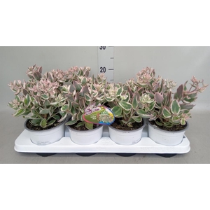 Sedum telep. 'La Vie en Rose'