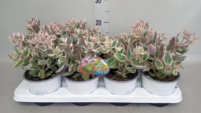 <h4>Sedum telep. 'La Vie en Rose'</h4>