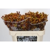 Anigozanthos Gold Fever