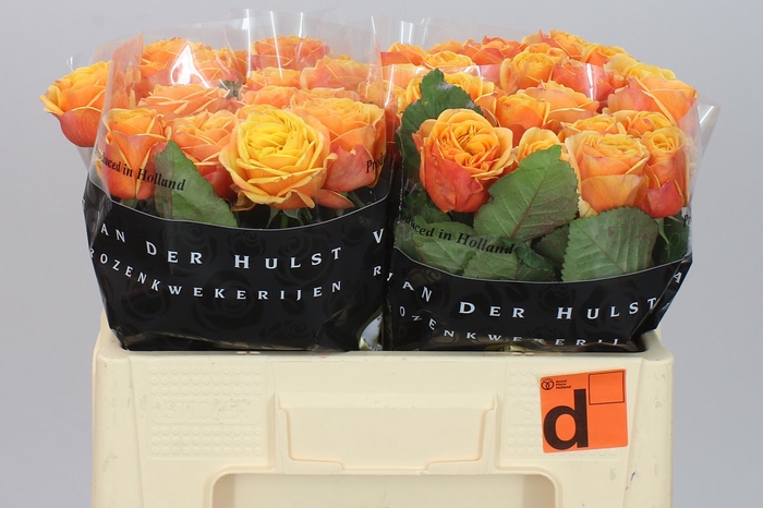 <h4>Rosa Gr Heliane Orange+</h4>