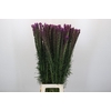 Liatris Spicata