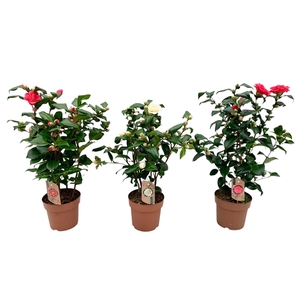 camellia 3 kleuren mix 20-25 knoppen