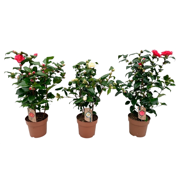 <h4>camellia 3 kleuren mix 20-25 knoppen</h4>