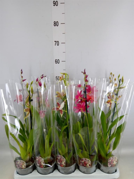 <h4>Cambria   ...mix</h4>