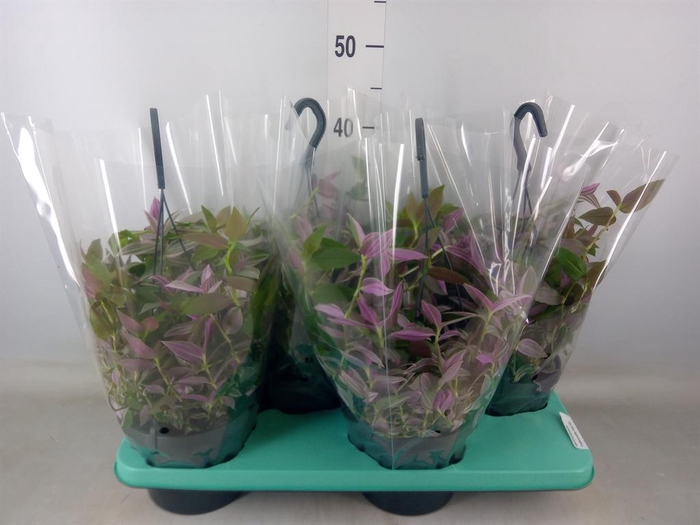 <h4>Tradescantia flum. 'Pink Hill'</h4>