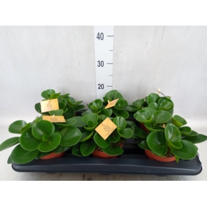 Peperomia obt. 'Green Gold'