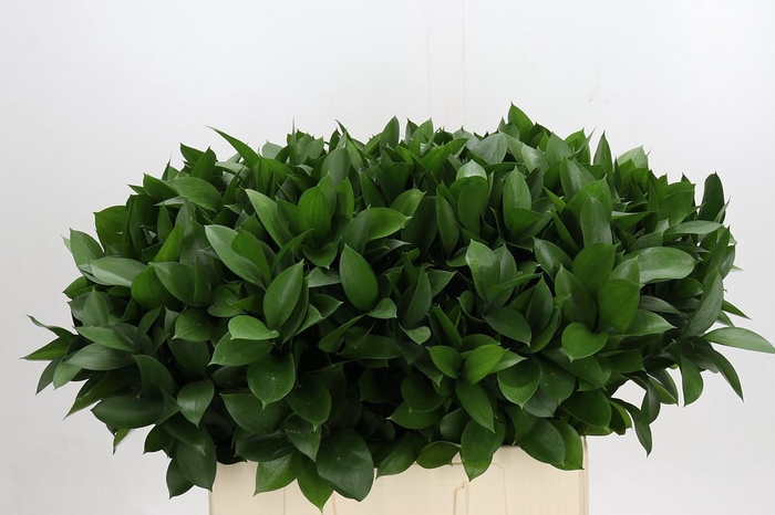 <h4>Ruscus Hypophyllum</h4>