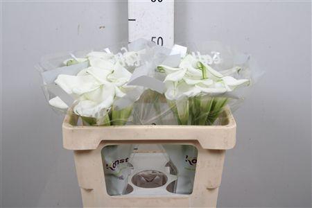 <h4>Zant Ice Art</h4>