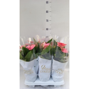 Anthurium andr. 'Sweet Dream'