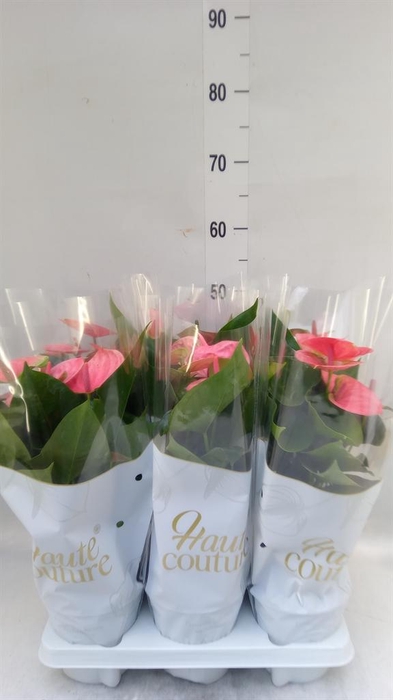 <h4>Anthurium andr. 'Sweet Dream'</h4>