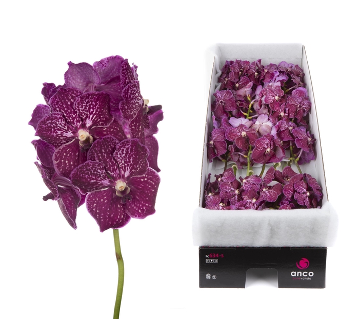 <h4>Vanda Ruby Love x16</h4>