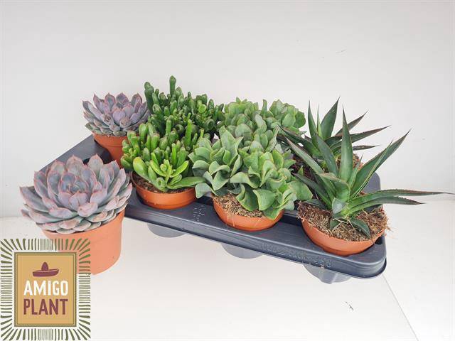 <h4>SUCC GEM 4 SRT</h4>