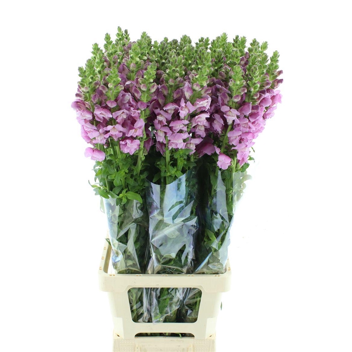 <h4>Antir Mary Lavender</h4>