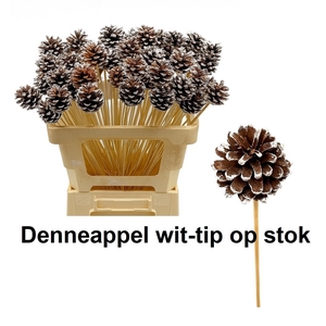 HUIS EN TUINDECO H%