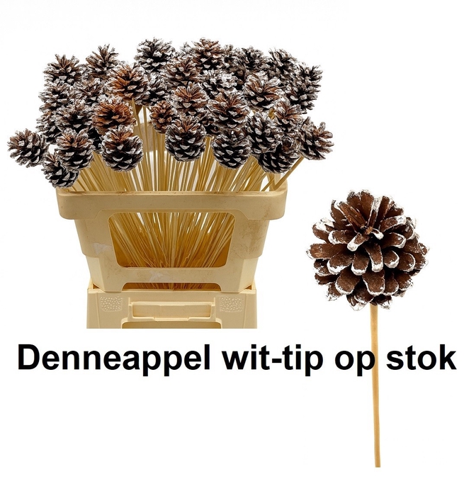 <h4>HUIS EN TUINDECO H%</h4>