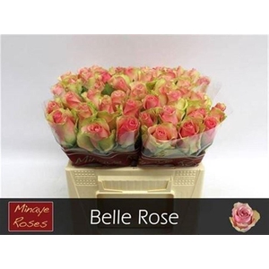R Gr Belle Rose