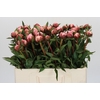 Paeonia Sarah Bernhardt