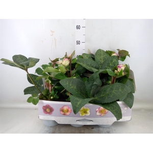 Helleborus  'Fkiss Glendas Gloss'