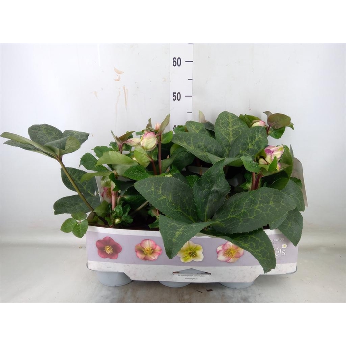 <h4>Helleborus 'Fkiss Glendas Gloss'</h4>