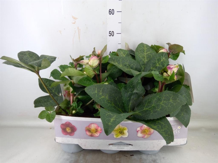 <h4>Helleborus  'Fkiss Glendas Gloss'</h4>