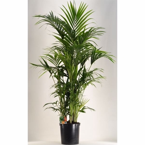 KENTIA - P34 H200 - 15PP (Howea forsteriana)