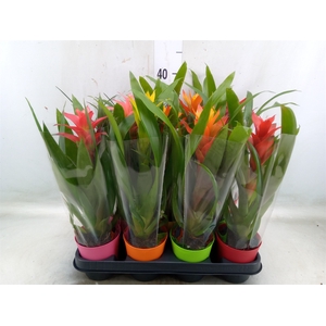 Bromelia   ...mix