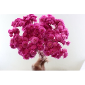 Dried Immortelle Fuchsia 10pcs Bunch Slv