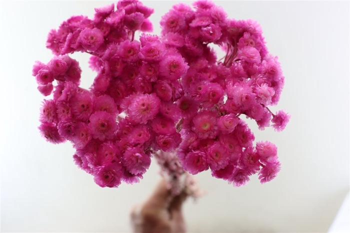 <h4>Dried Immortelle Fuchsia 10pcs Bunch Slv</h4>