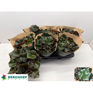 BEG ERY BLACK JUNGLE