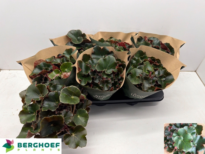 <h4>BEG ERY BLACK JUNGLE</h4>