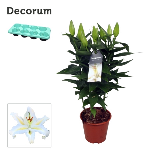 <h4>Lilium Or Starlight White 13cm</h4>
