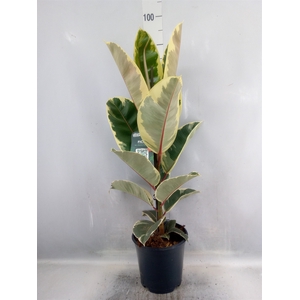 Ficus elastica 'Tineke'