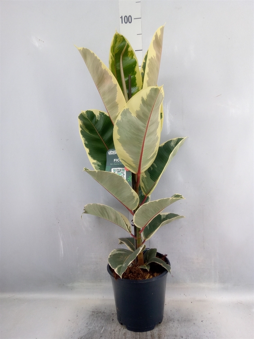 <h4>Ficus elastica 'Tineke'</h4>