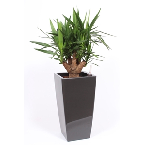 Yucca elephantipes in Piza pot 