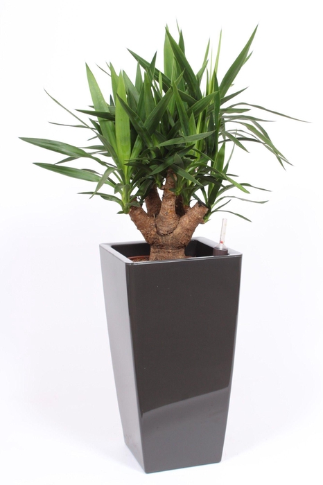 <h4>Yucca elephantipes in Piza pot "antraciet"</h4>